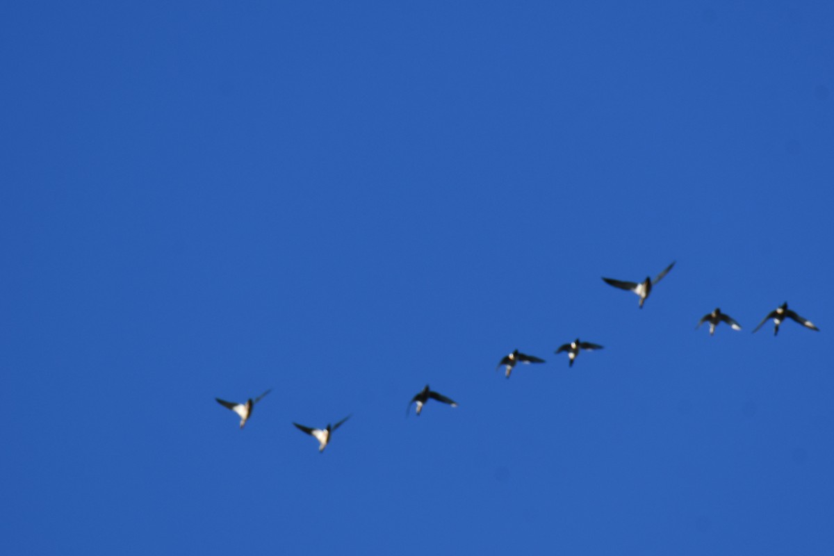 Canard pilet - ML644680978