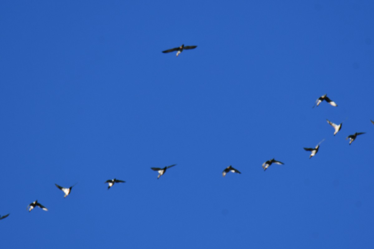 Canard pilet - ML644680979