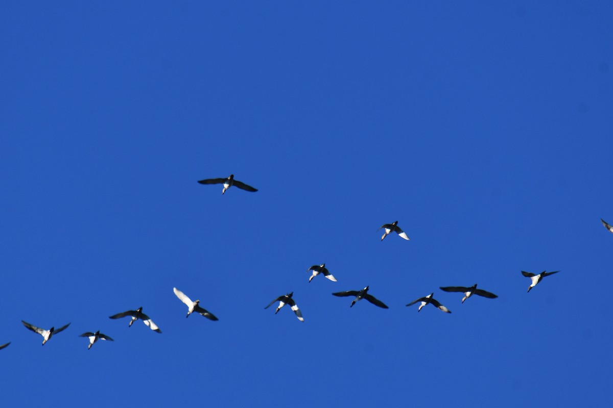 Canard pilet - ML644680980