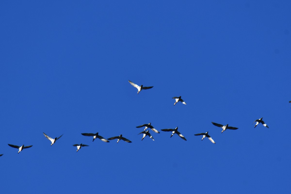 Canard pilet - ML644680981