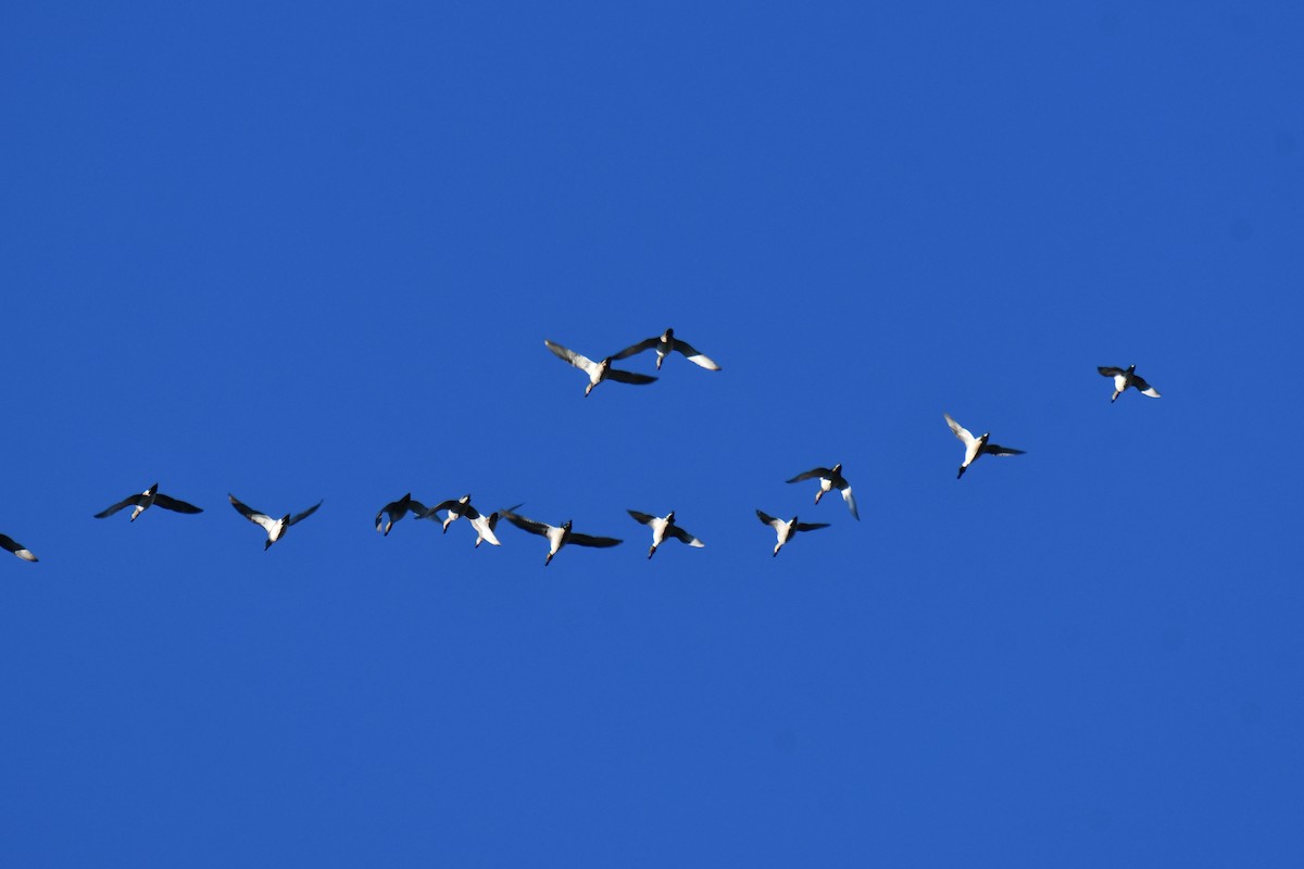 Canard pilet - ML644680982