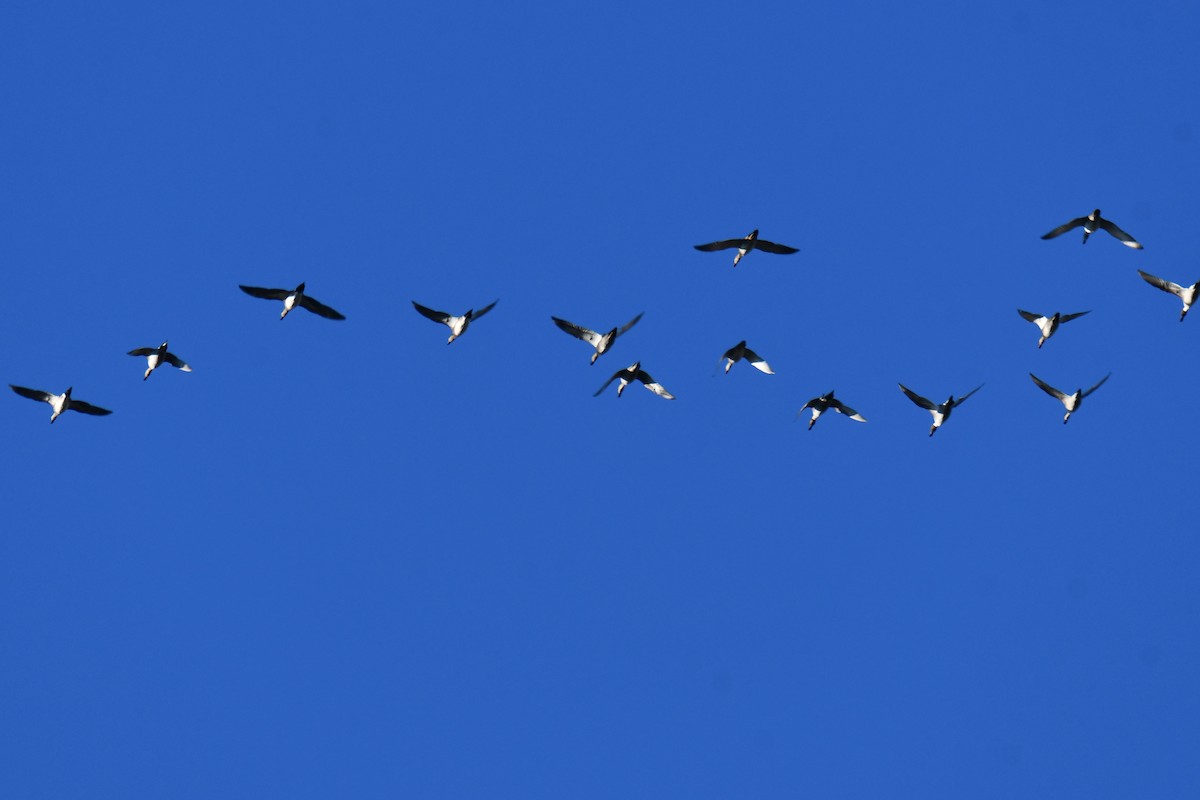 Canard pilet - ML644680983