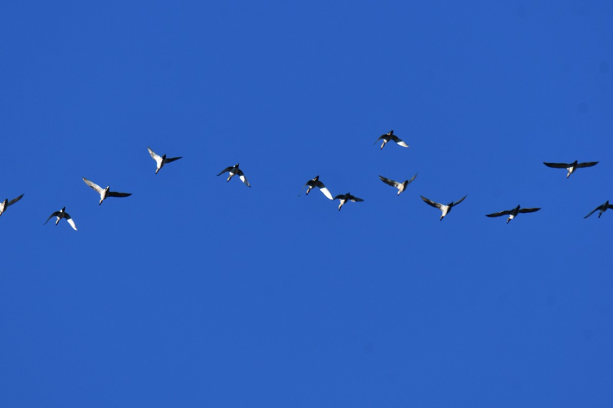 Canard pilet - ML644680984