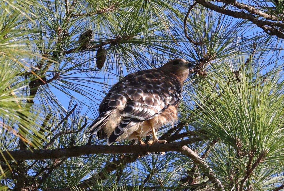 Buse à épaulettes - ML644680985