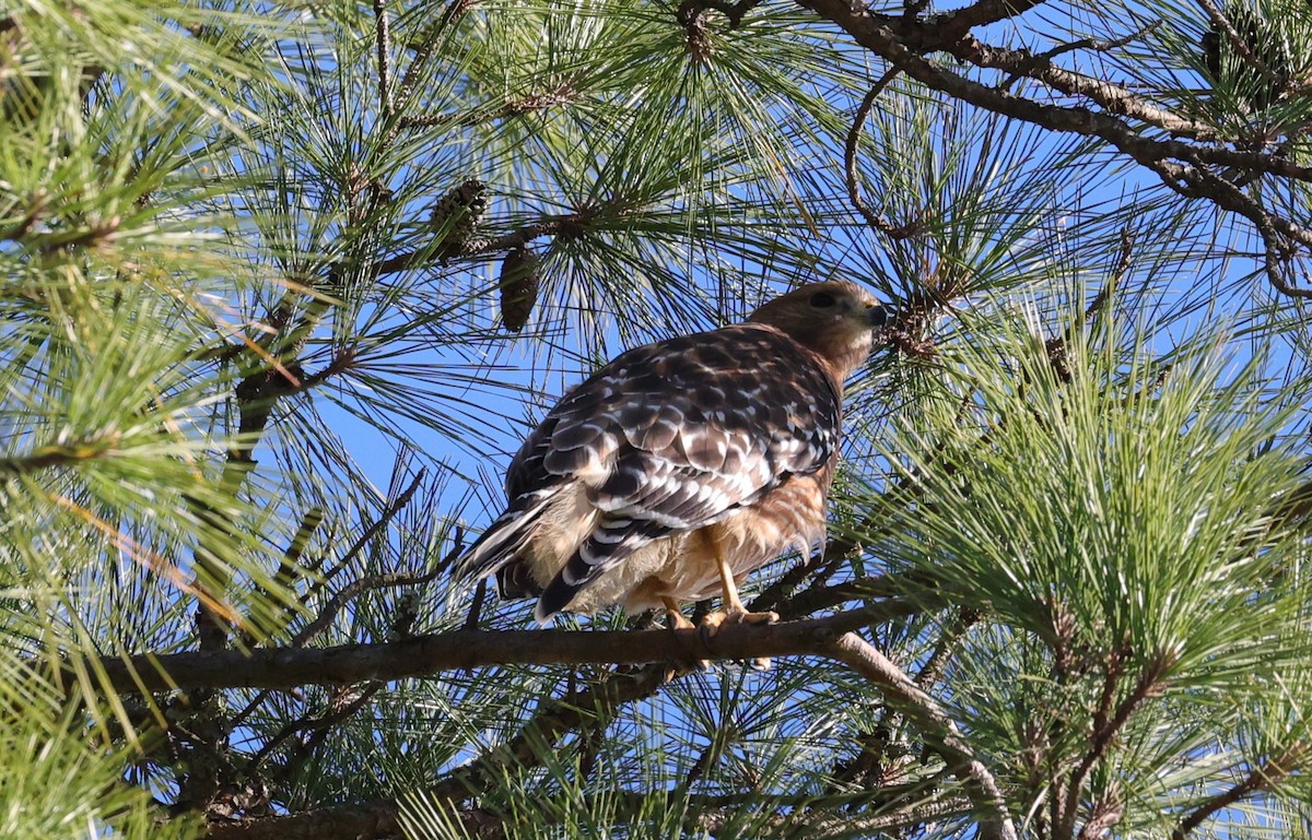 Buse à épaulettes - ML644680987