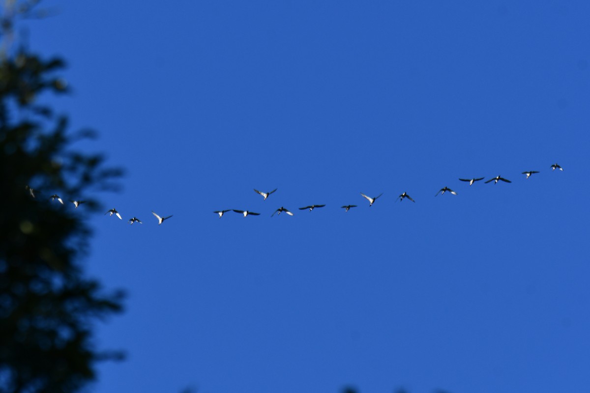 Canard pilet - ML644680989