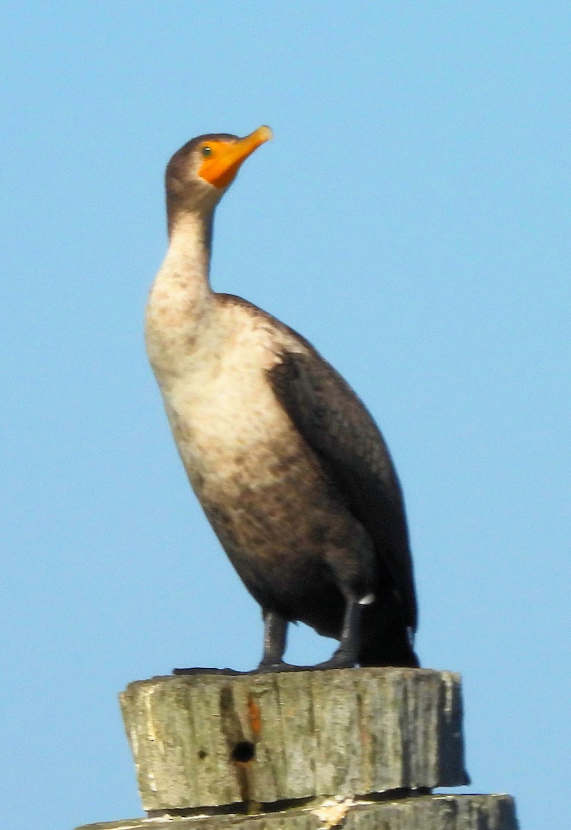 Cormoran à aigrettes - ML644680990