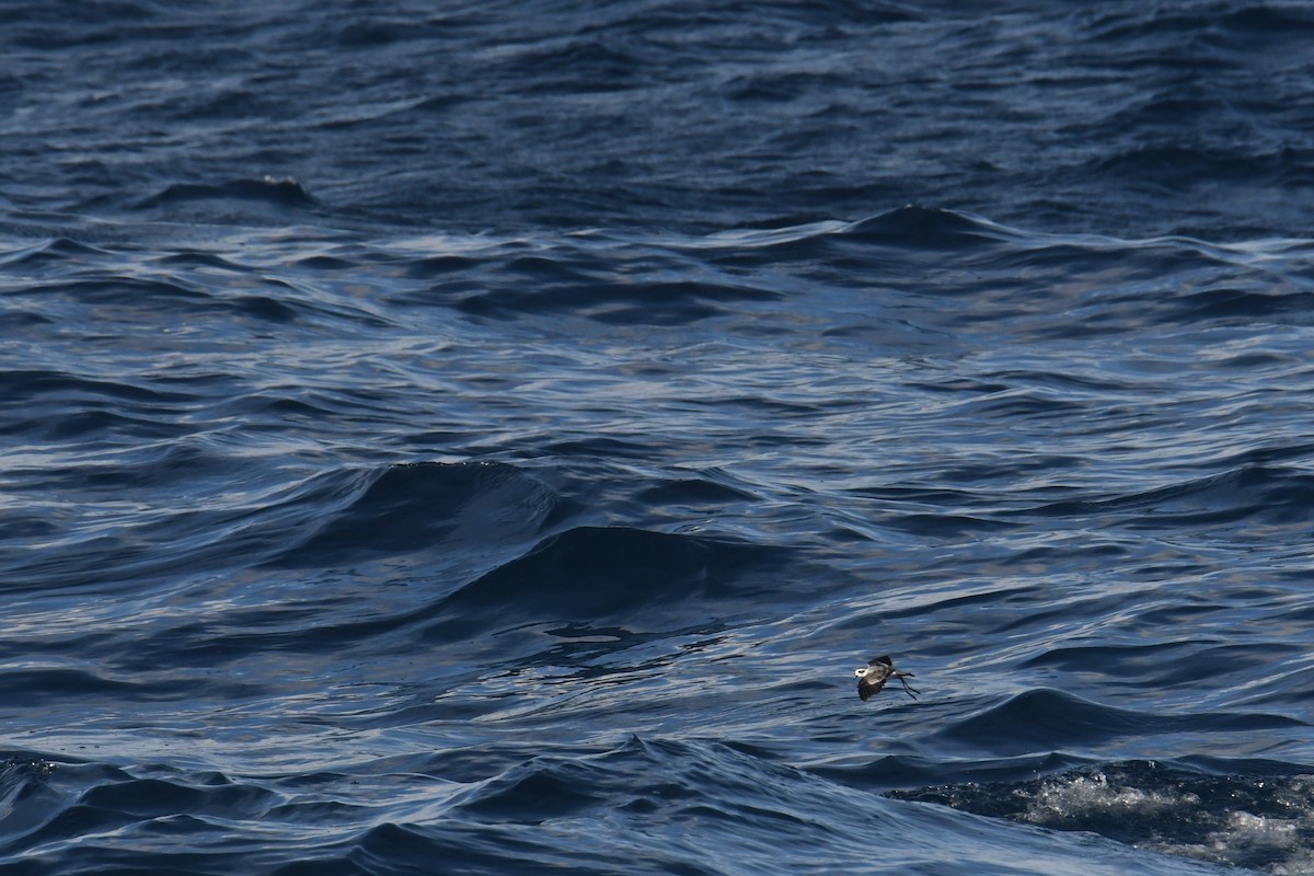 Océanite frégate - ML644680993