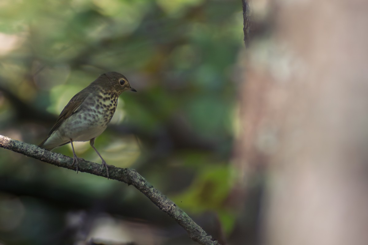 Grive à dos olive - ML644680994