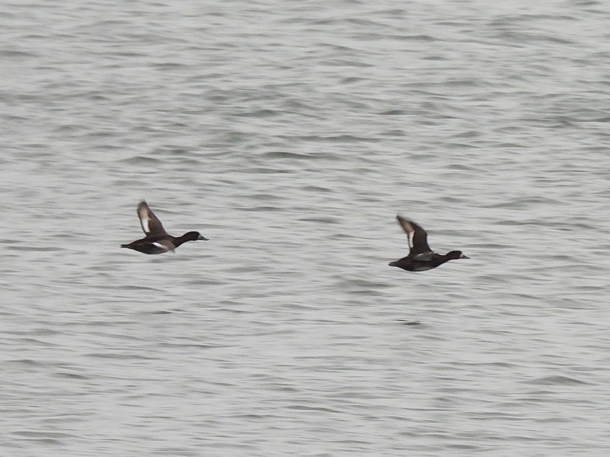 Petit Fuligule - ML644680995