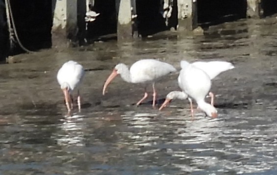 Ibis blanc - ML644680996