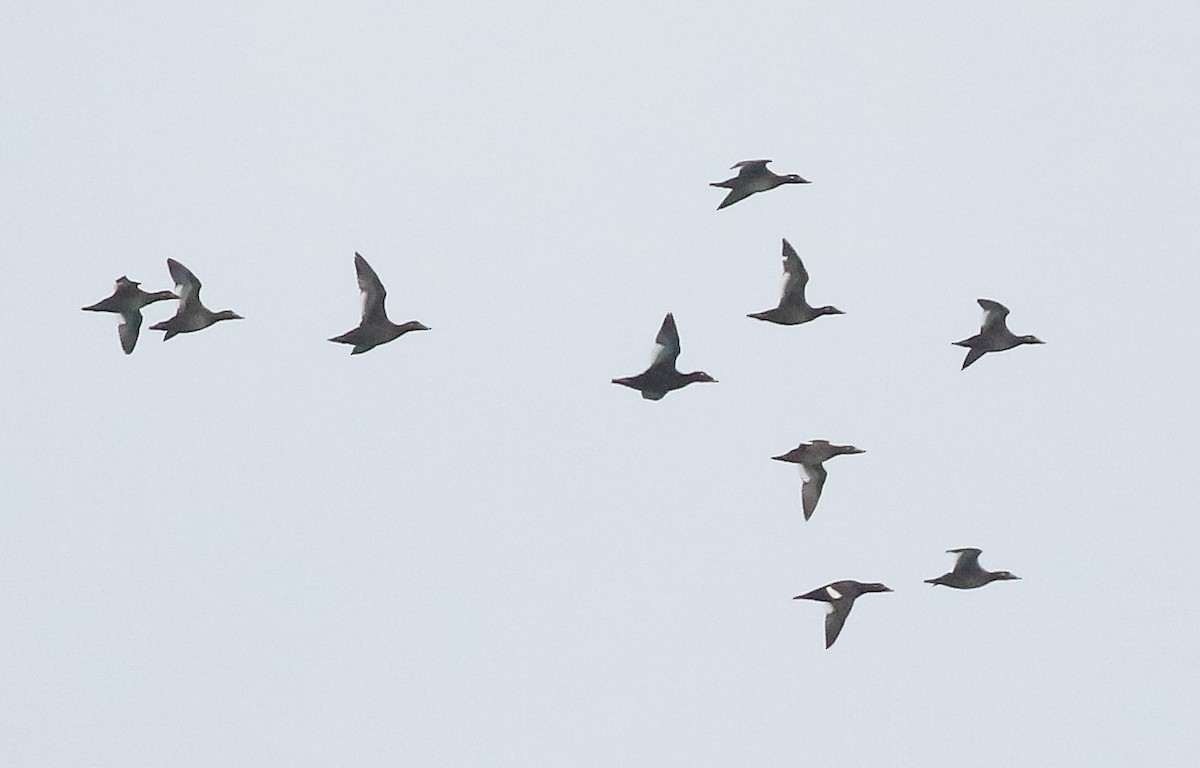 Macreuse à ailes blanches - ML644680999