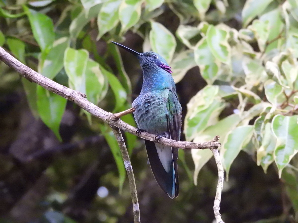 シロハラハチドリ - ML644681000