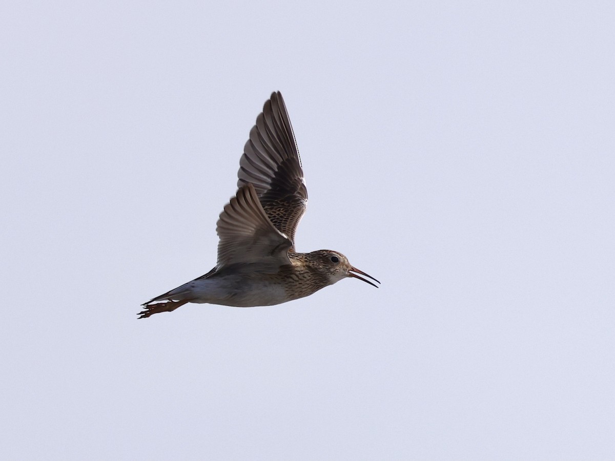 Побережник арктичний - ML644681003