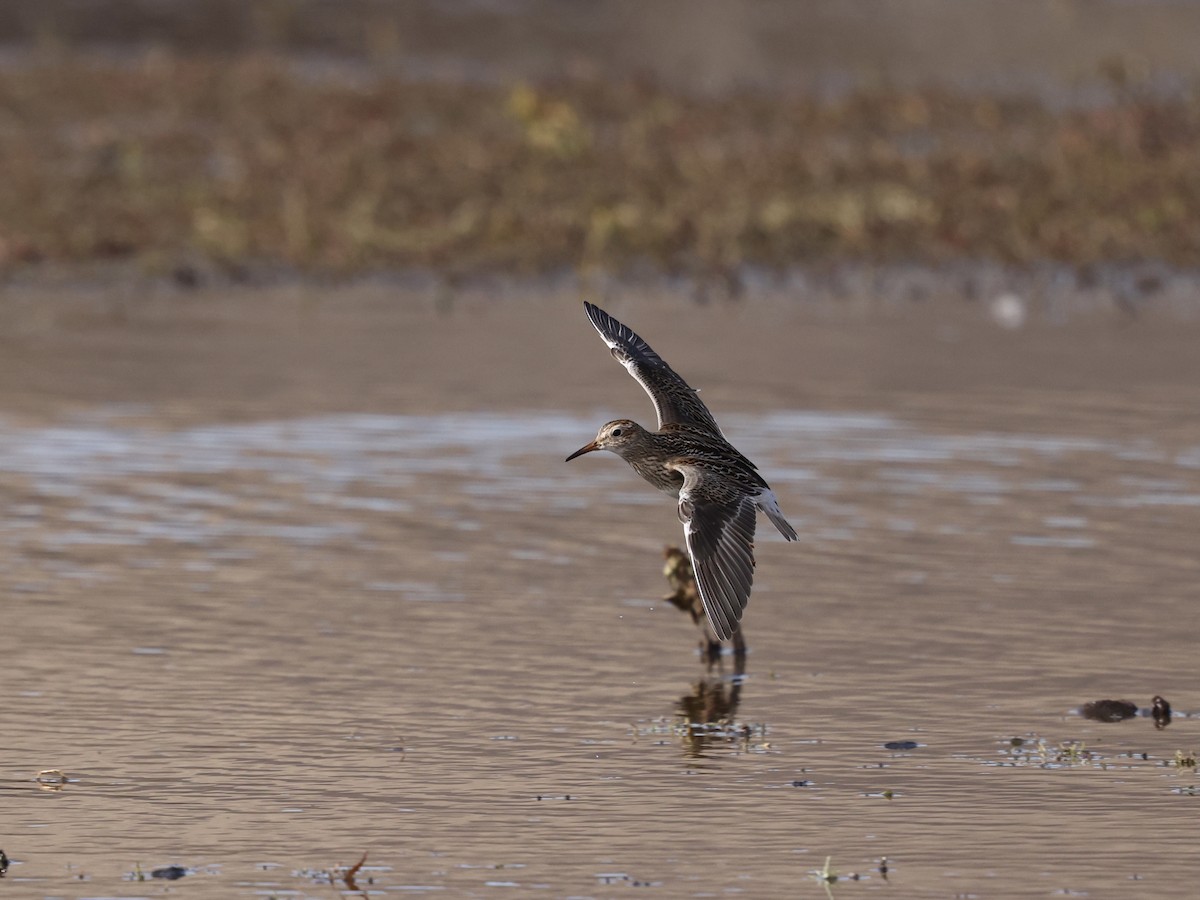 Txirri pektorala - ML644681004