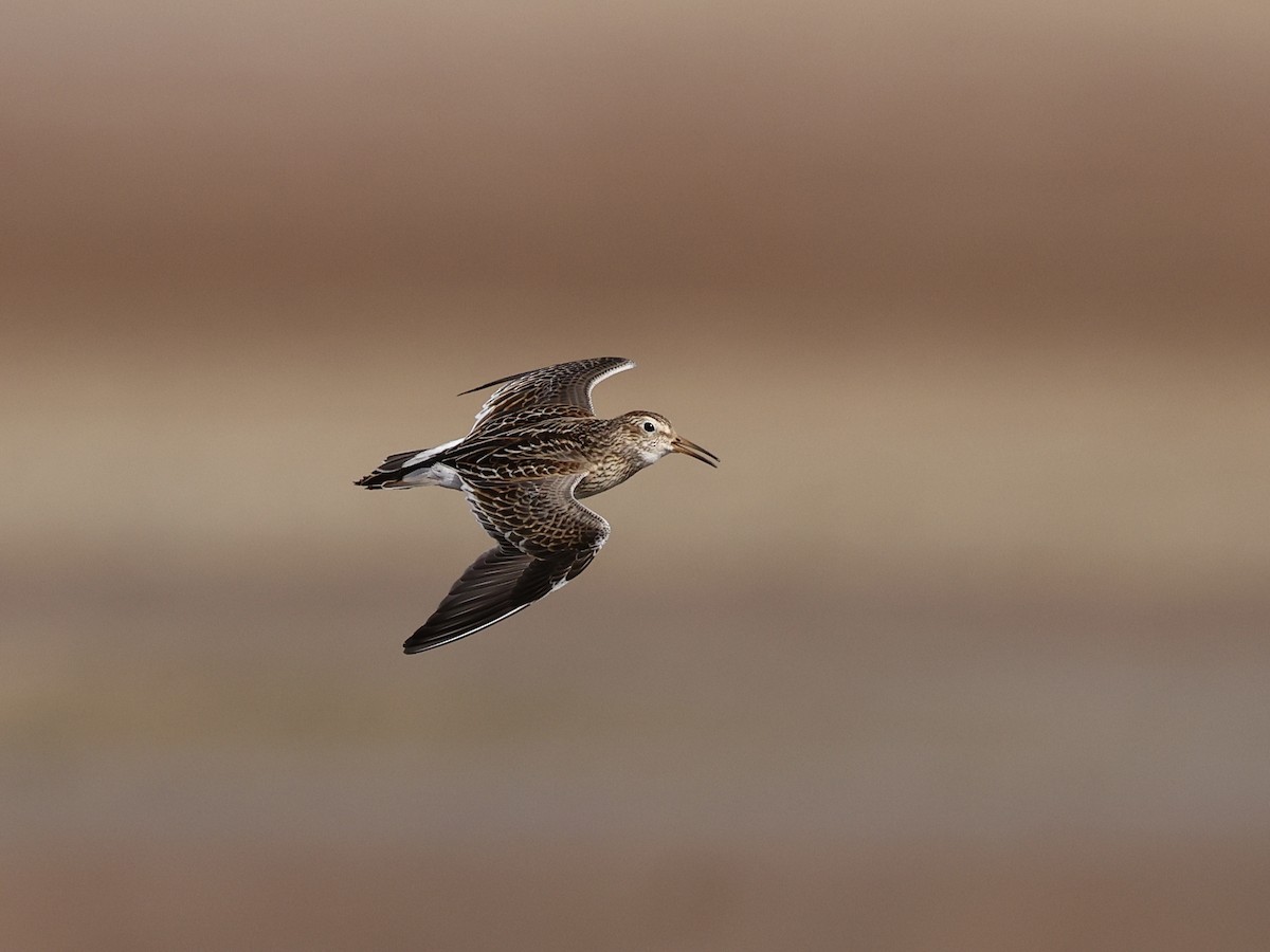Побережник арктичний - ML644681006