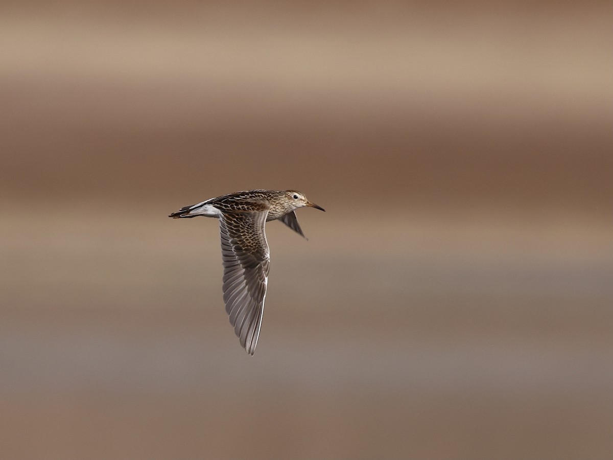 Txirri pektorala - ML644681007