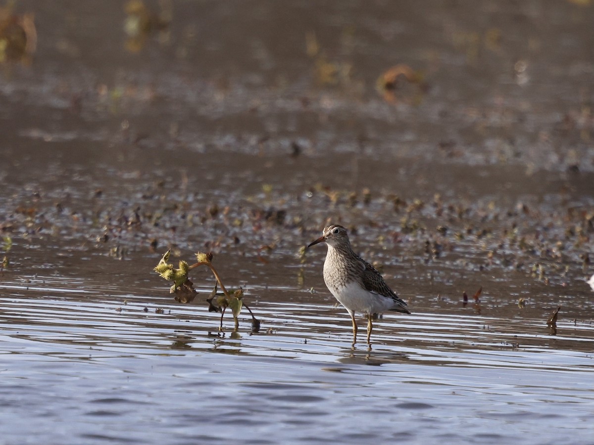 Txirri pektorala - ML644681009