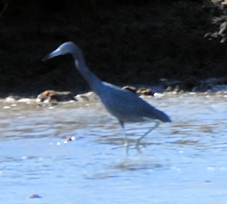 Little Blue Heron - ML644681010