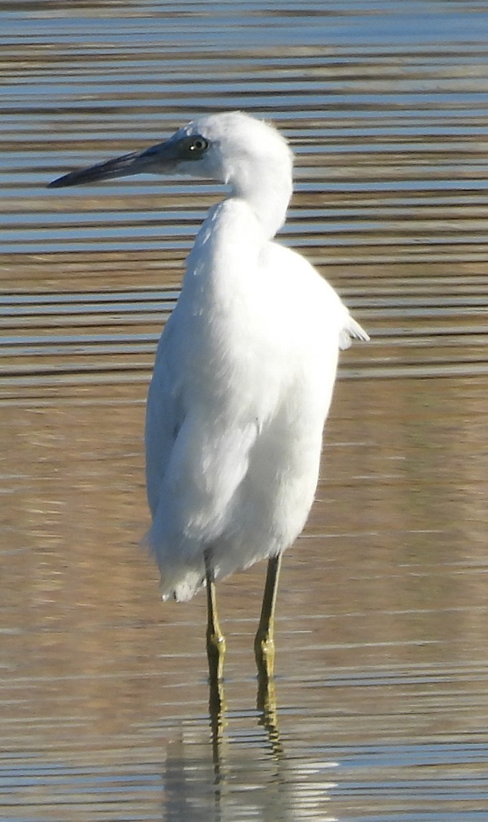 Little Blue Heron - ML644681011
