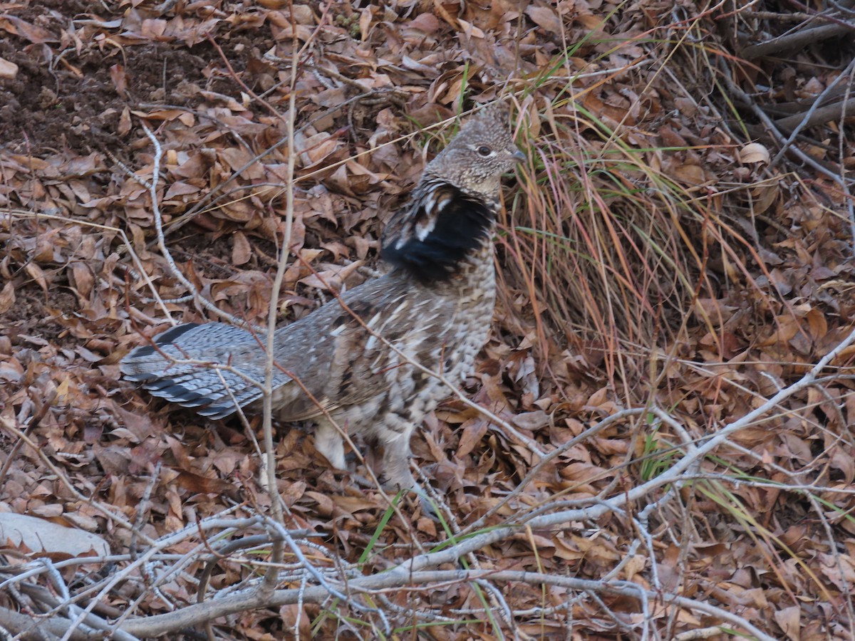 kragejerpe - ML644681012