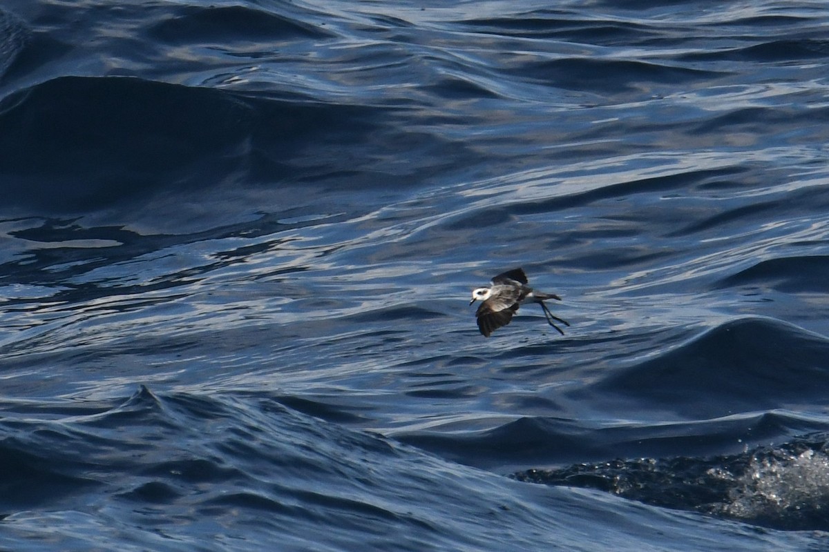 White-faced Storm-Petrel - ML644681013