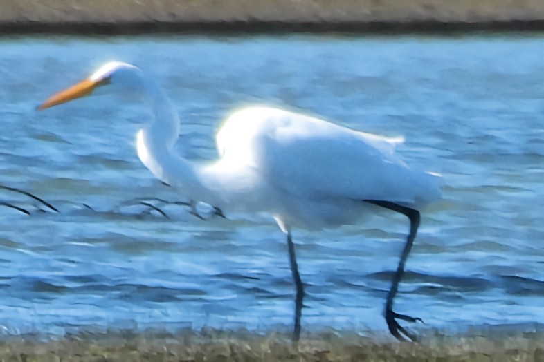 Silberreiher - ML644681017