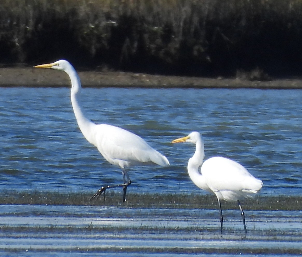 Silberreiher - ML644681018