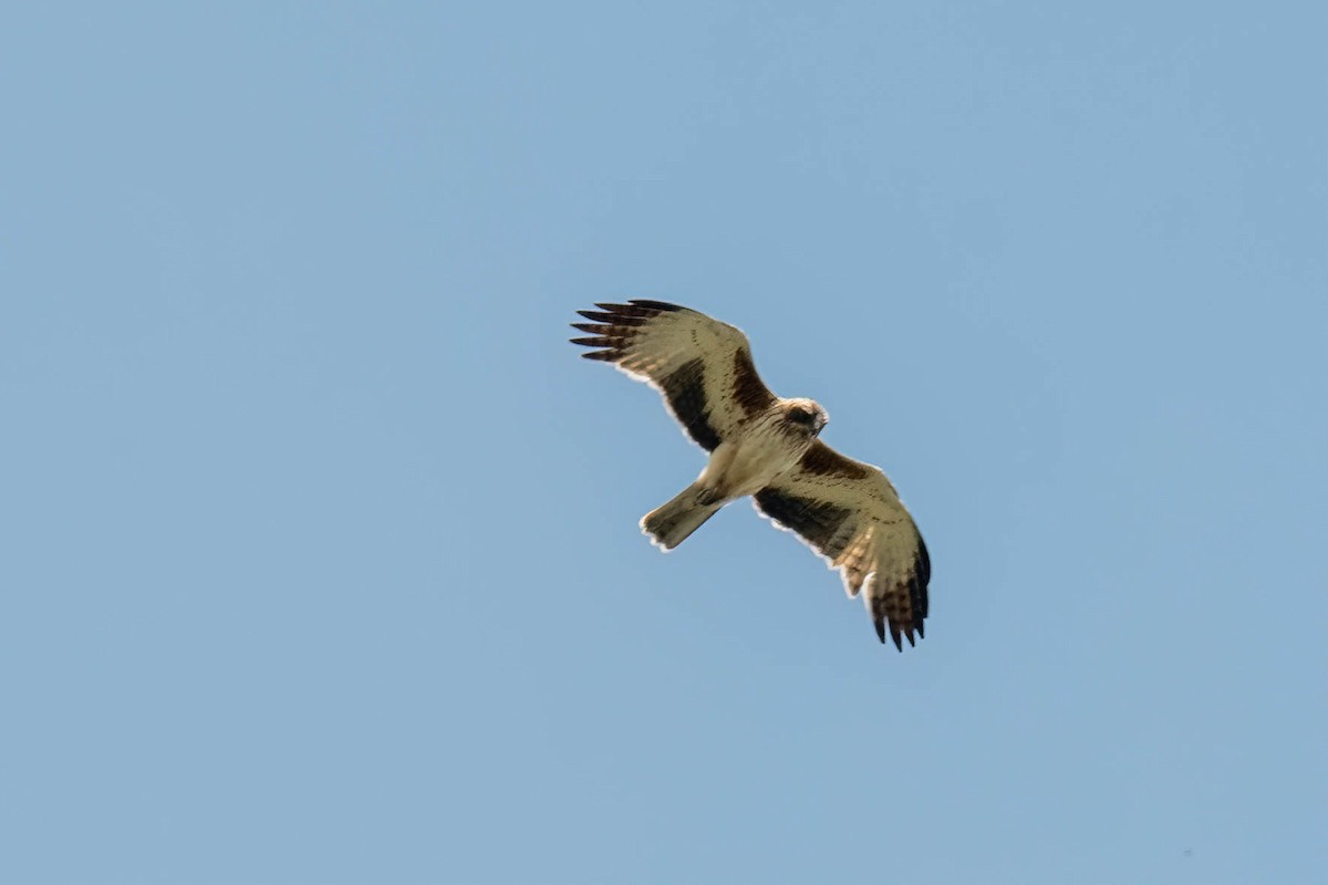 Aigle nain - ML644681020