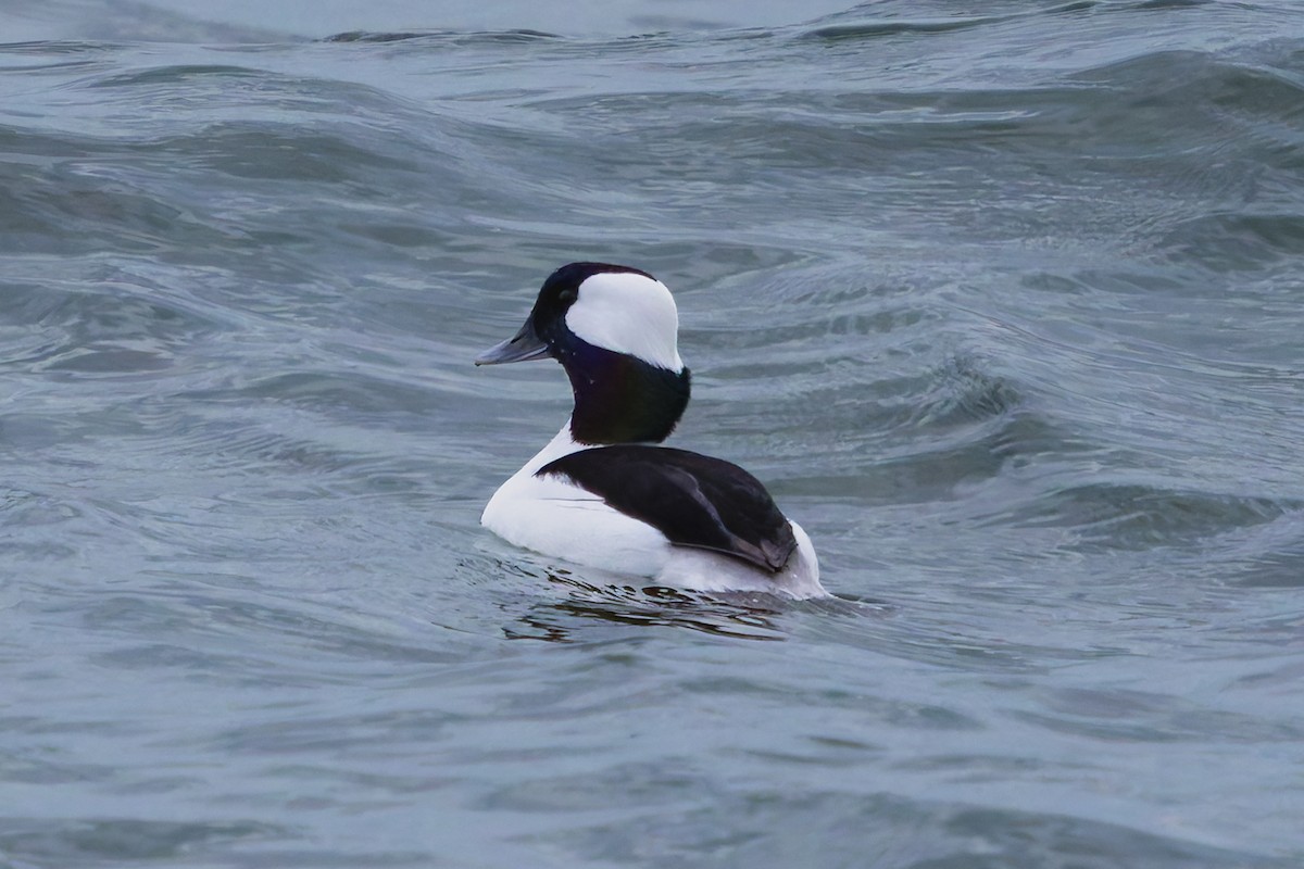 Гоголь-головастик - ML644681022