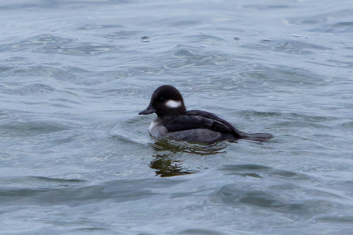 Гоголь-головастик - ML644681023