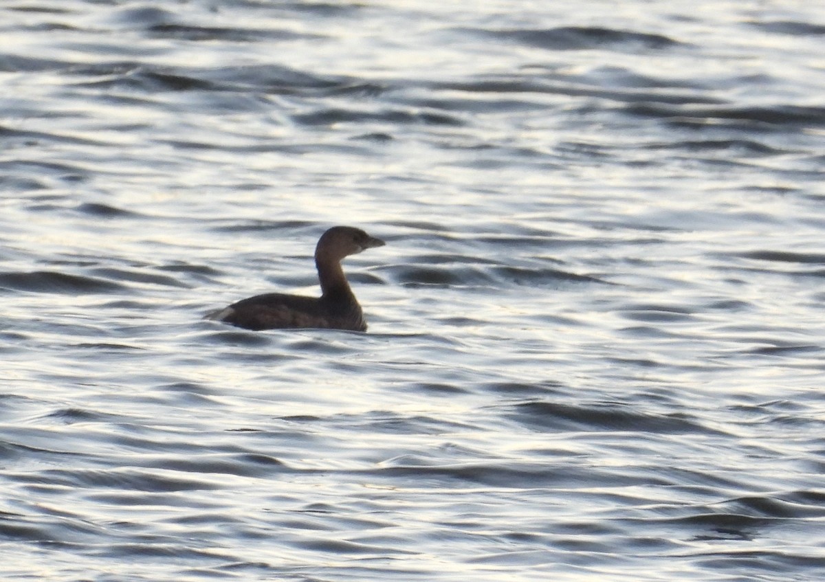 Пірникоза рябодзьоба - ML644681027