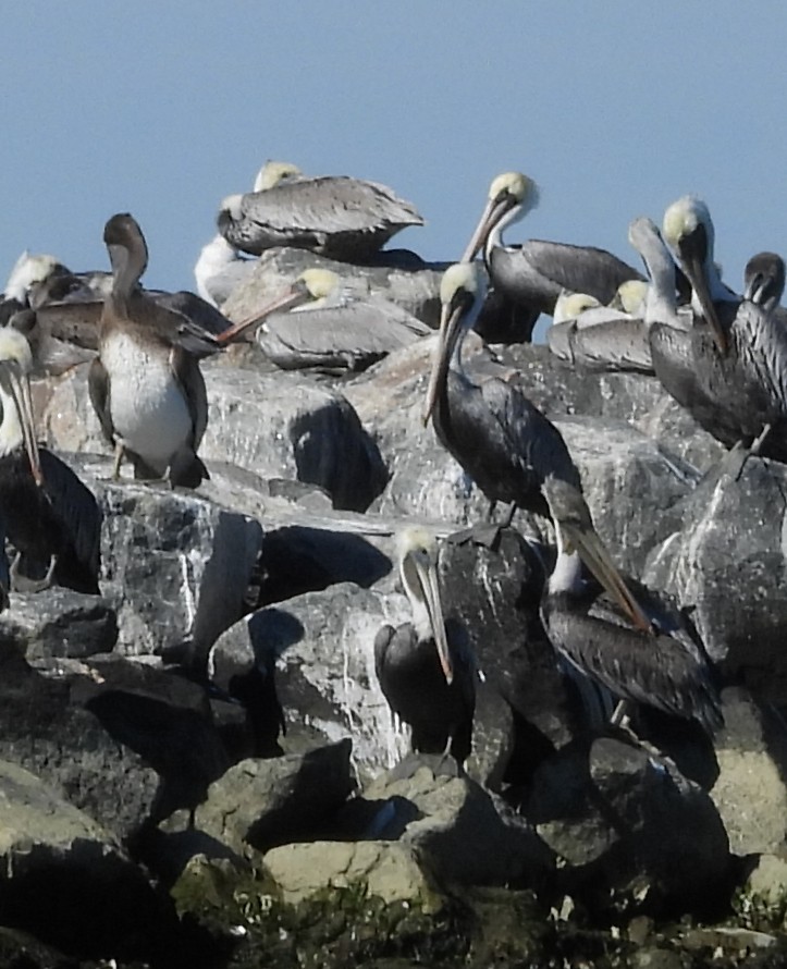 Brown Pelican - ML644681028