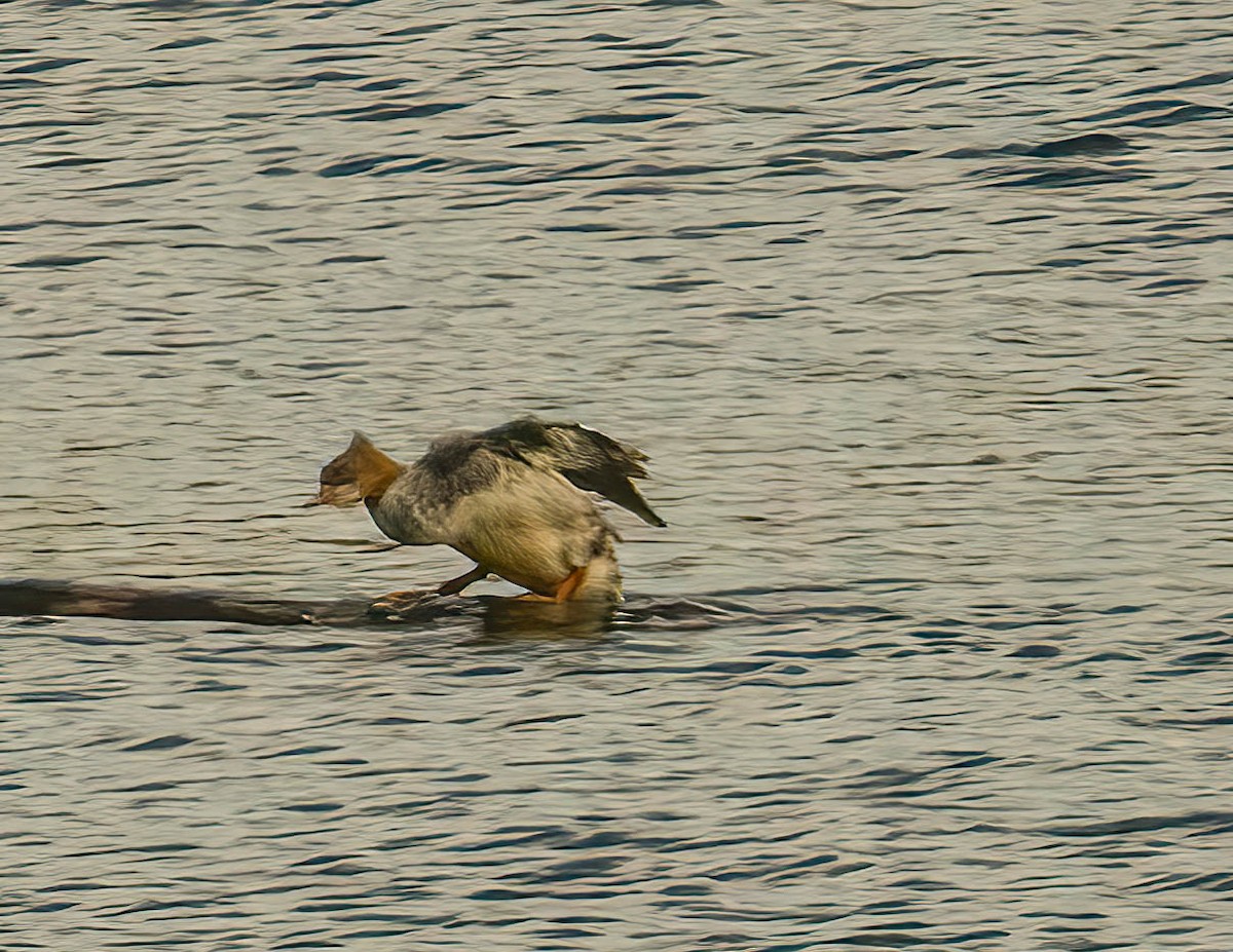 Хумхин бохио - ML644681031