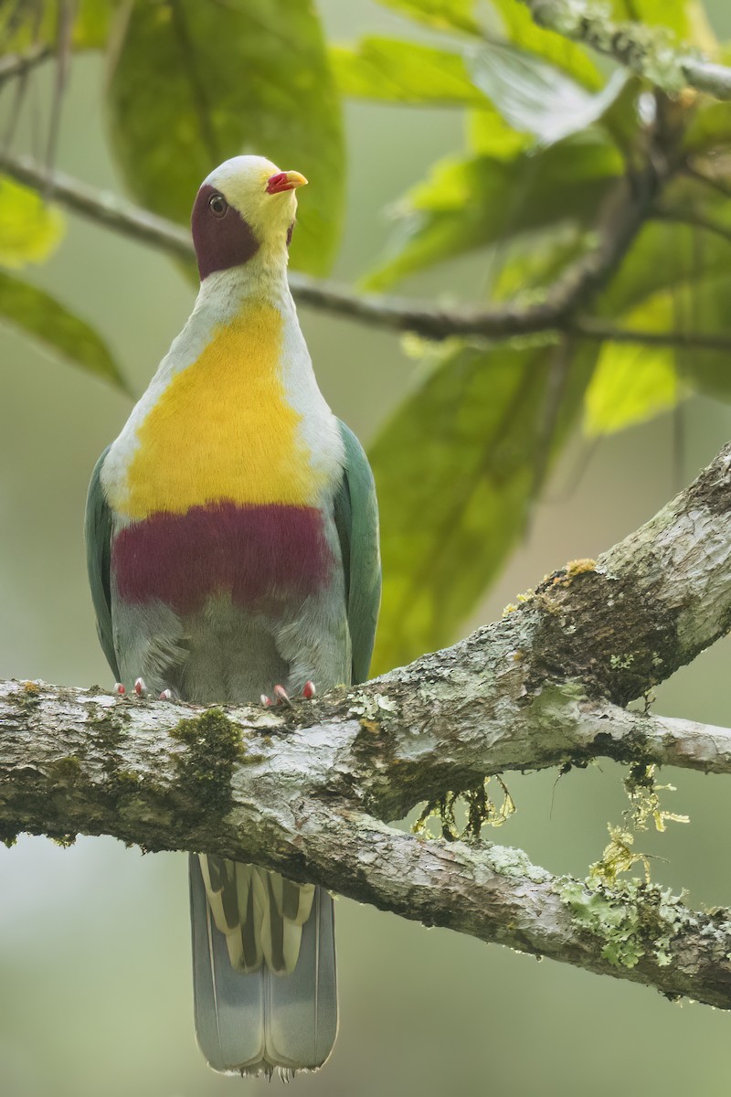 Yellow-breasted Fruit-Dove - ML644681035