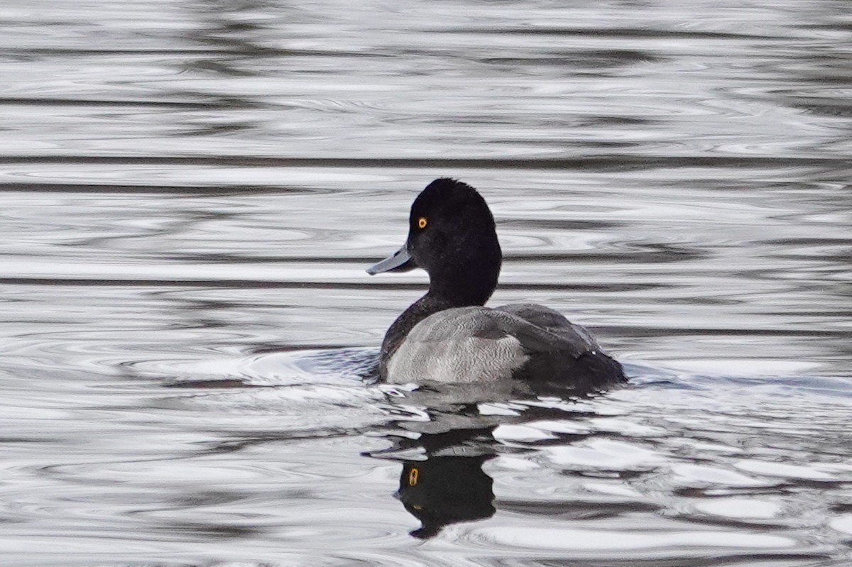 コスズガモ - ML644681040