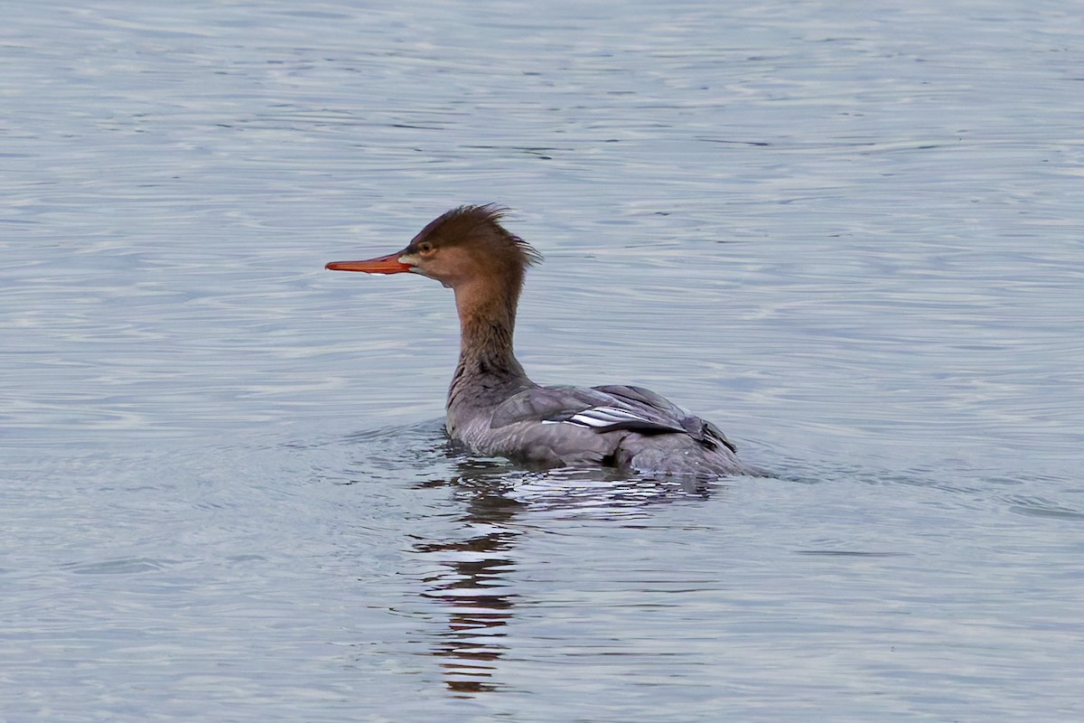 Red-breasted Merganser - ML644681041