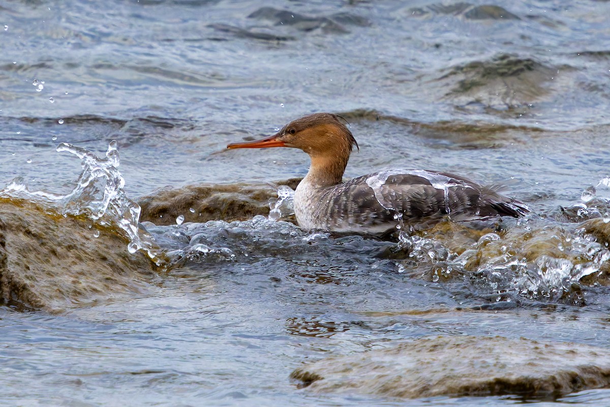 Red-breasted Merganser - ML644681042