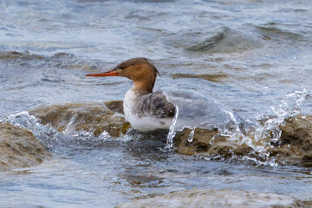 Red-breasted Merganser - ML644681043