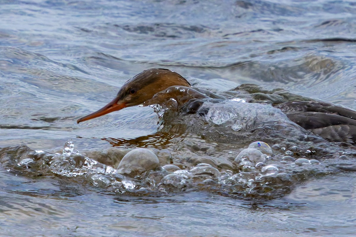 Zerra ertaina - ML644681044