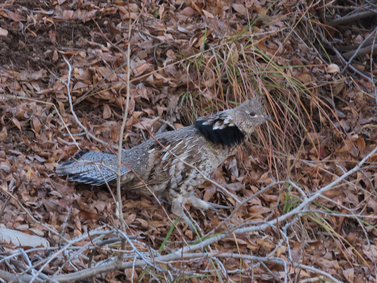 Ruffed Grouse - ML644681046