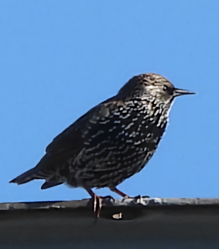 歐洲椋鳥 - ML644681047