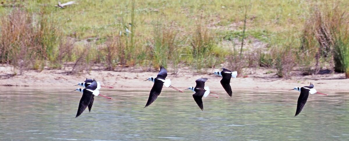 Австралийский ходулочник - ML644681049