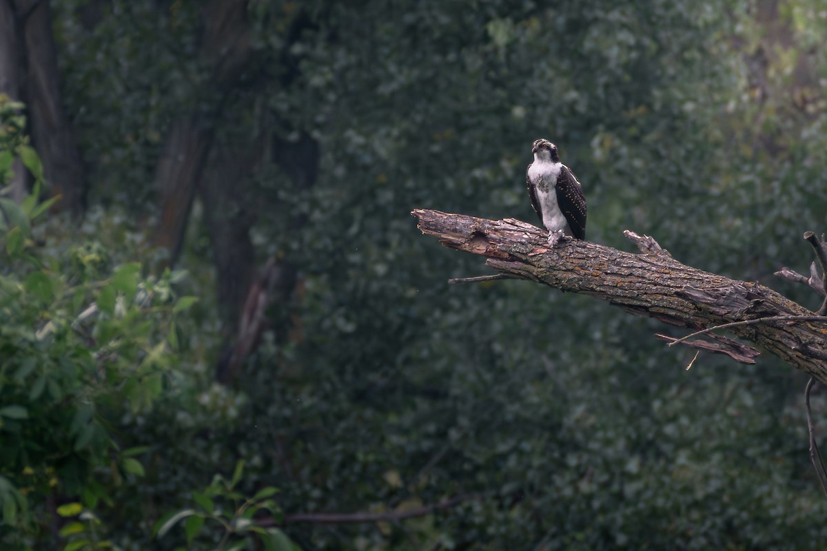 Arrano arrantzalea - ML644681051