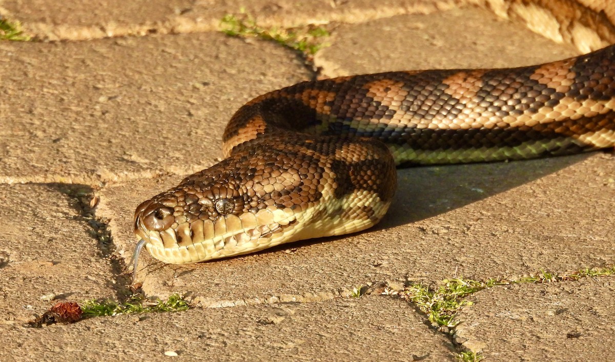 Carpet Pythons - ML644681052