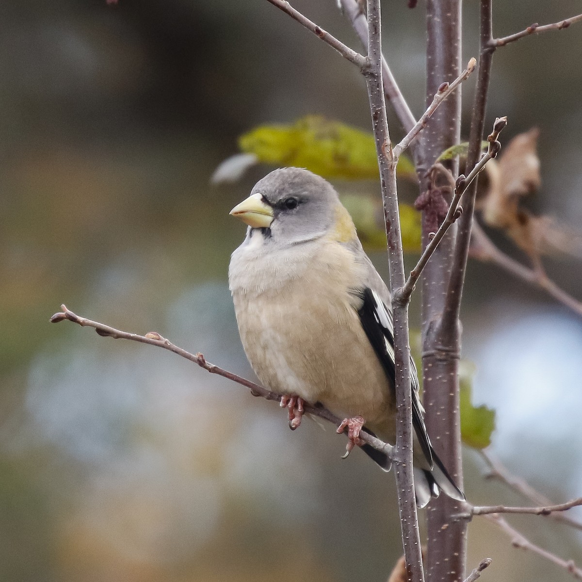 Mokolodi bekainoria - ML644681056