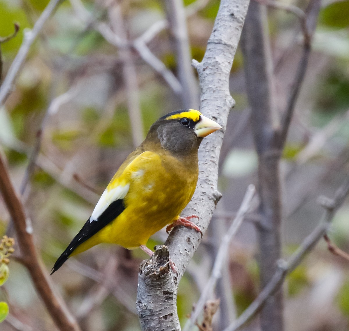 Mokolodi bekainoria - ML644681057