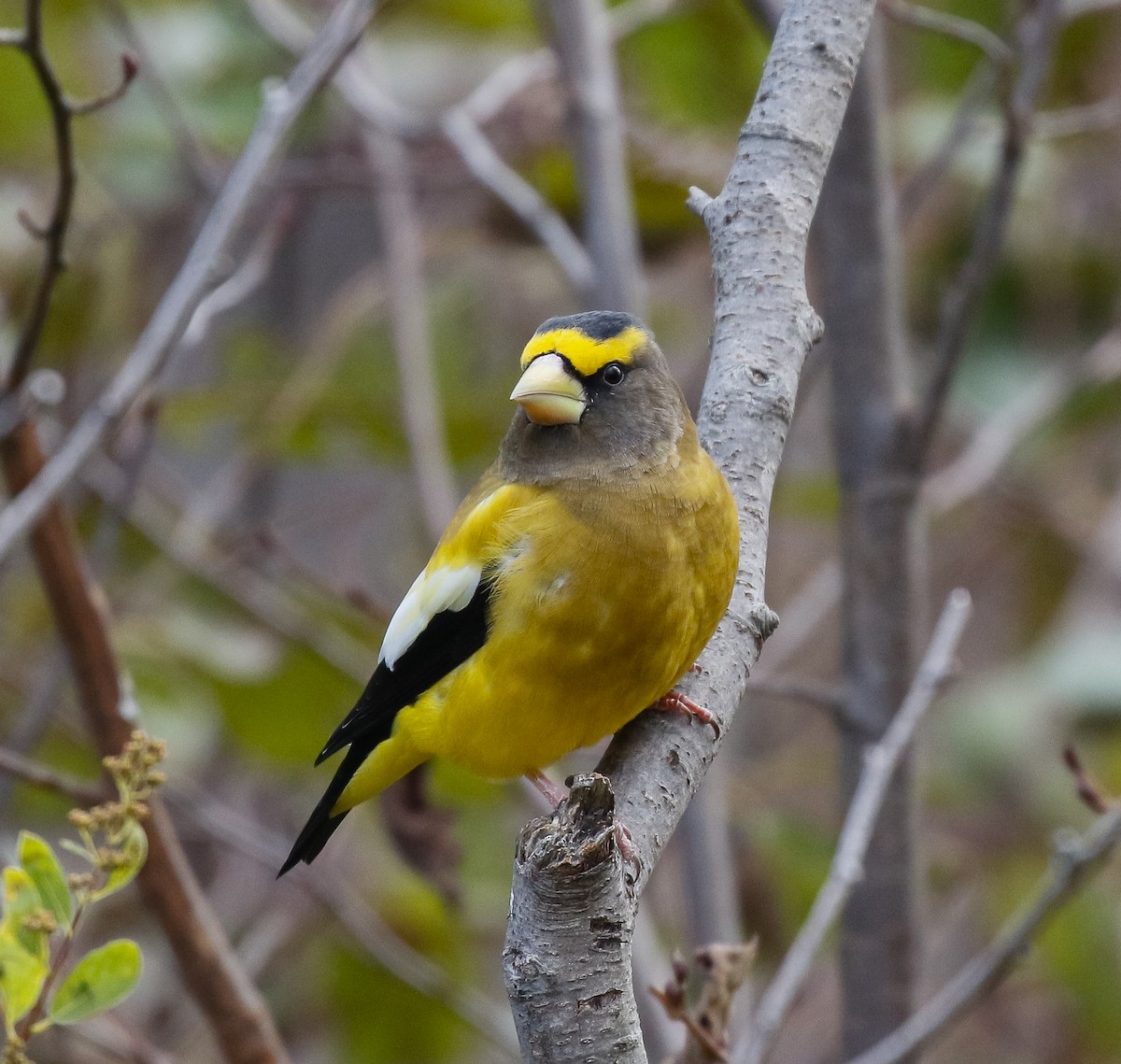 Mokolodi bekainoria - ML644681058