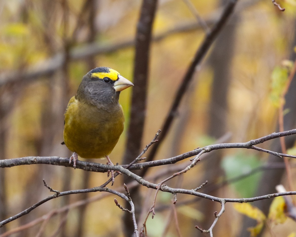 Mokolodi bekainoria - ML644681059