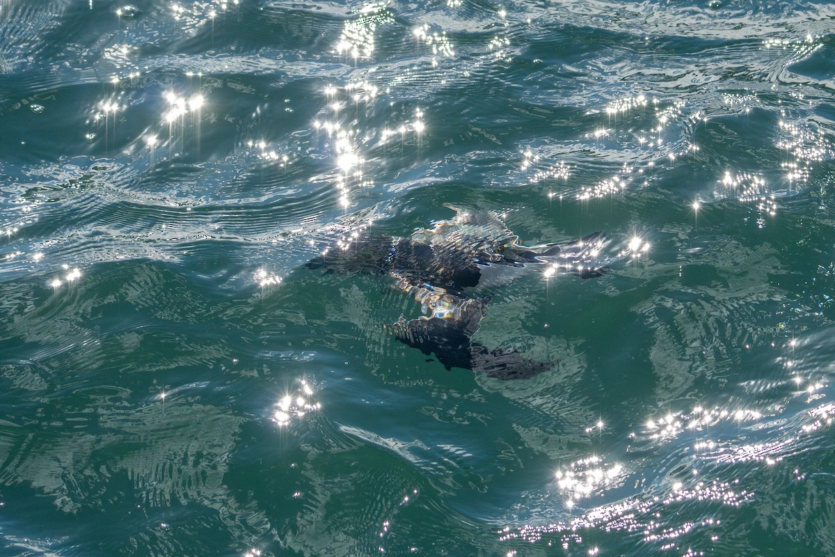 Pottorro arrunta - ML644681060